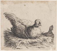 KG 03478
<br/>
Kip, broedend
<br/>
<em>Saftleven, Cornelis (1609-1681)</em>